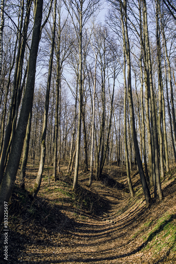 Glade with dry grass in the forest with trees without leaves on a cold autumn day. Forest Glade with dry grass in the forest with trees without leaves on a cold autumn day. Forest