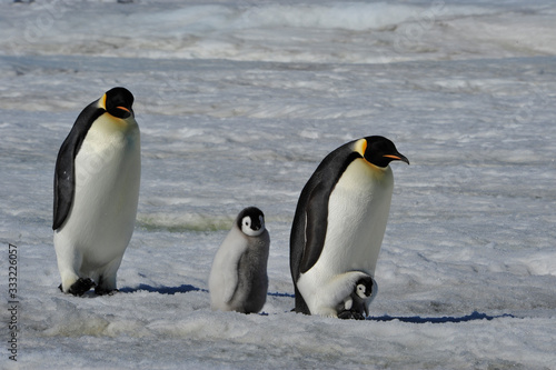 Emperor Penguins with chicks