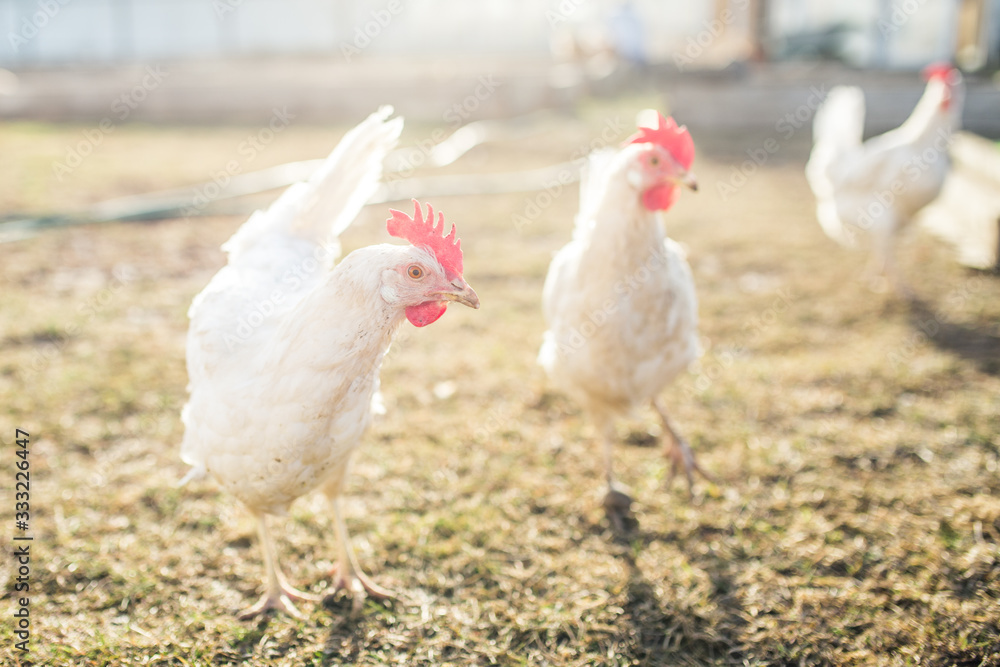 Fototapeta premium bird white chicken smoothes into the camera walks around the garden in the village