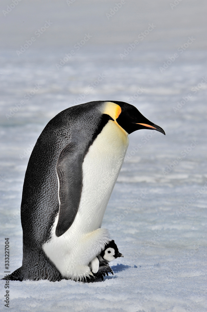 Obraz premium Emperor Penguin with chick