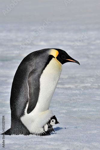 Emperor Penguin with chick