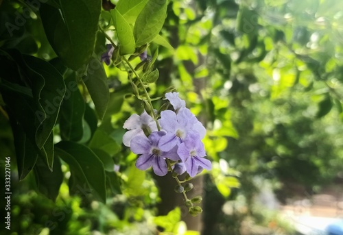 blue flowers in garden