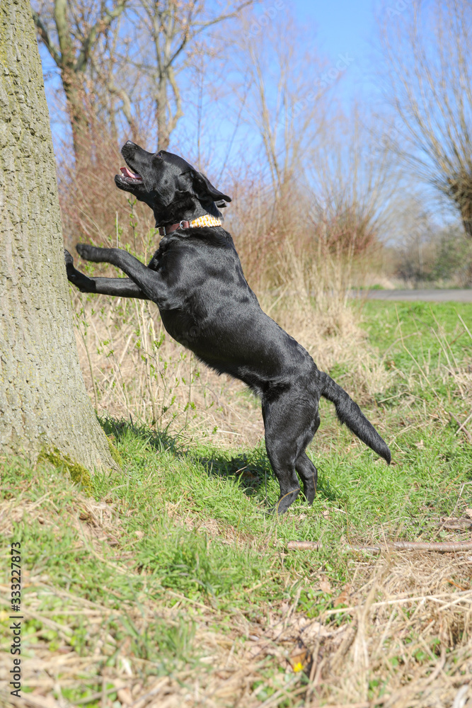 Junger schwarzer Labrador springt an einem Baum mit blauem Himmel Junger schwarzer Labrador springt an einem Baum mit blauem Himmel
