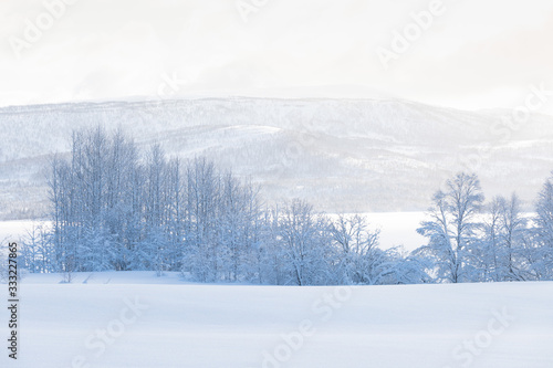 Amazing landscape After the first snow over the mountain, Colorado, USA. Winter wonderland. A beautiful panorama of a snow filled country road and trees iced like white frosting. Christmas time