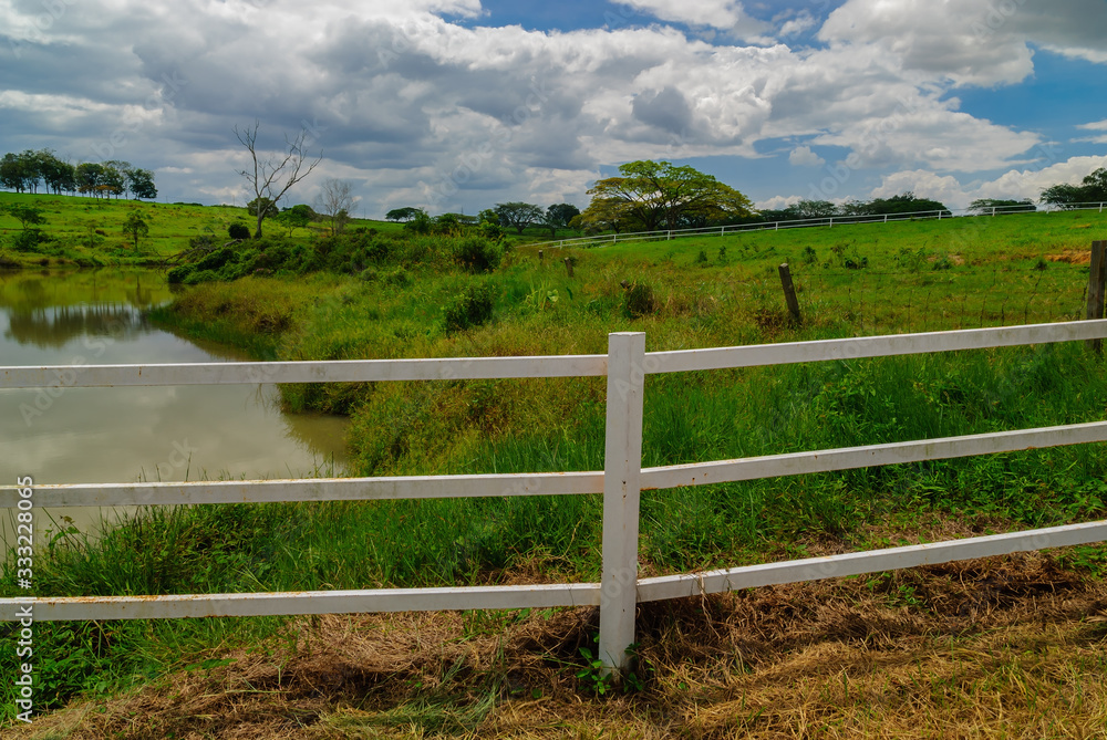 Green pasture and cows