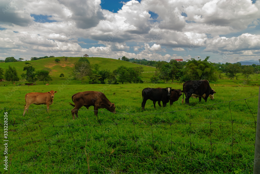 Green pasture and cows Green pasture and cows