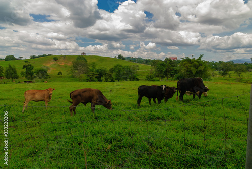 Green pasture and cows