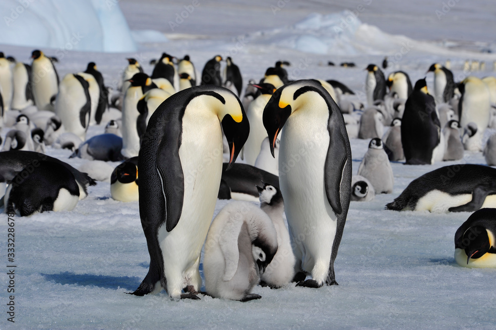 Obraz premium Emperor Penguins with chicks