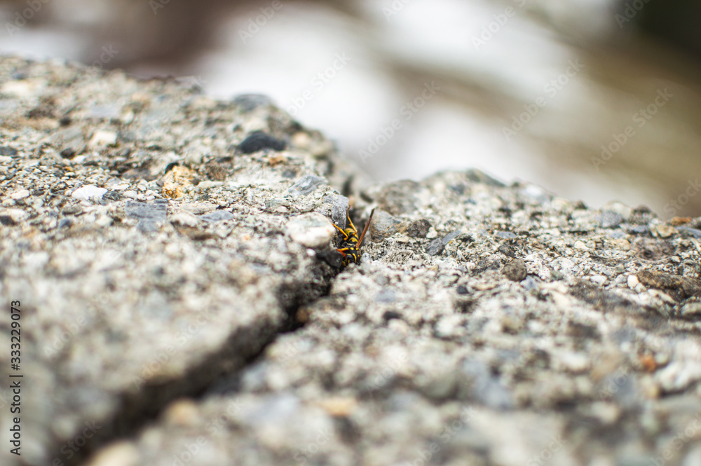 bee bee