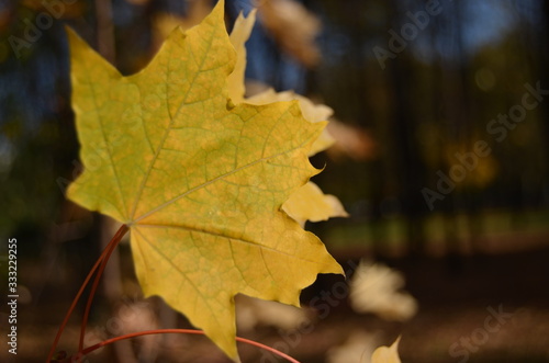 yellow maple leaf close-up against the background of trees