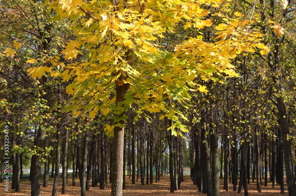 autumn trees with yellow foliage in the park