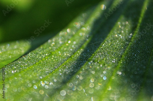 dew grain on the banana leaf on the morning  photo
