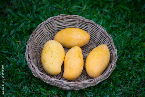 Yellow mangoes in basket on green grass