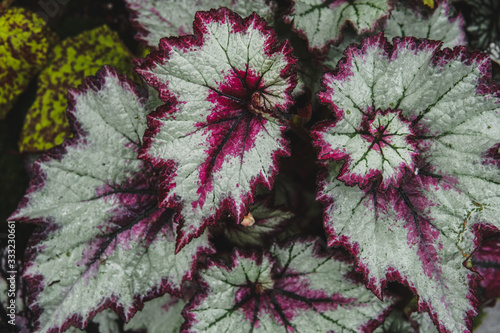background of exotic plants