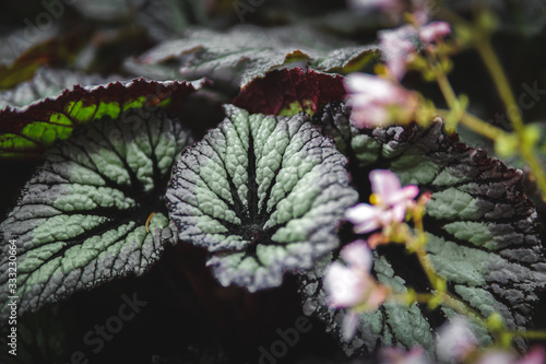 background of exotic plants