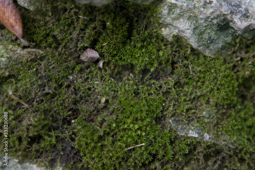 moss on stone/rock
