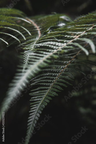 green leaves of fern