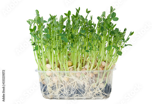 pea microgreen, green sprouts on a white isolated background photo