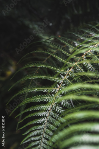 fern in forest