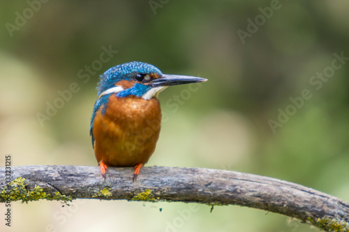 King fisher resting on a branch.