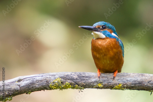 King fisher resting on a branch. © DaniRodri