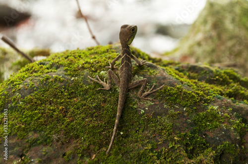 geko in attesa
