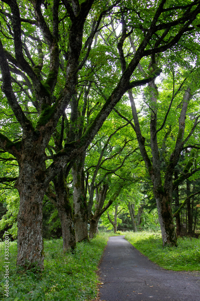 Naklejka premium Parkway in National Park Šumava. Czech Republic.