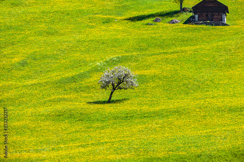 Gelb Blühende Bergwiese inder Schweiz