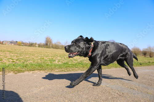 Junger schwarzer Labrador läuft auf einer Straße zwischen Feldern mit blauem Himmel