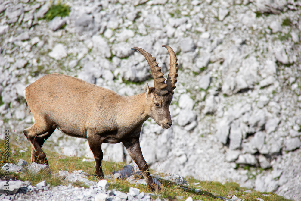 Young alpine ibex in mountains. Capra ibex. Alps, Austria.