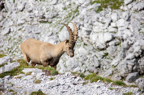 Walking young alpine ibex. Capra ibex. Alps, Austria.