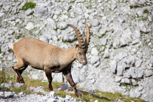 Young alpine ibex in mountains. Capra ibex. Alps, Austria.