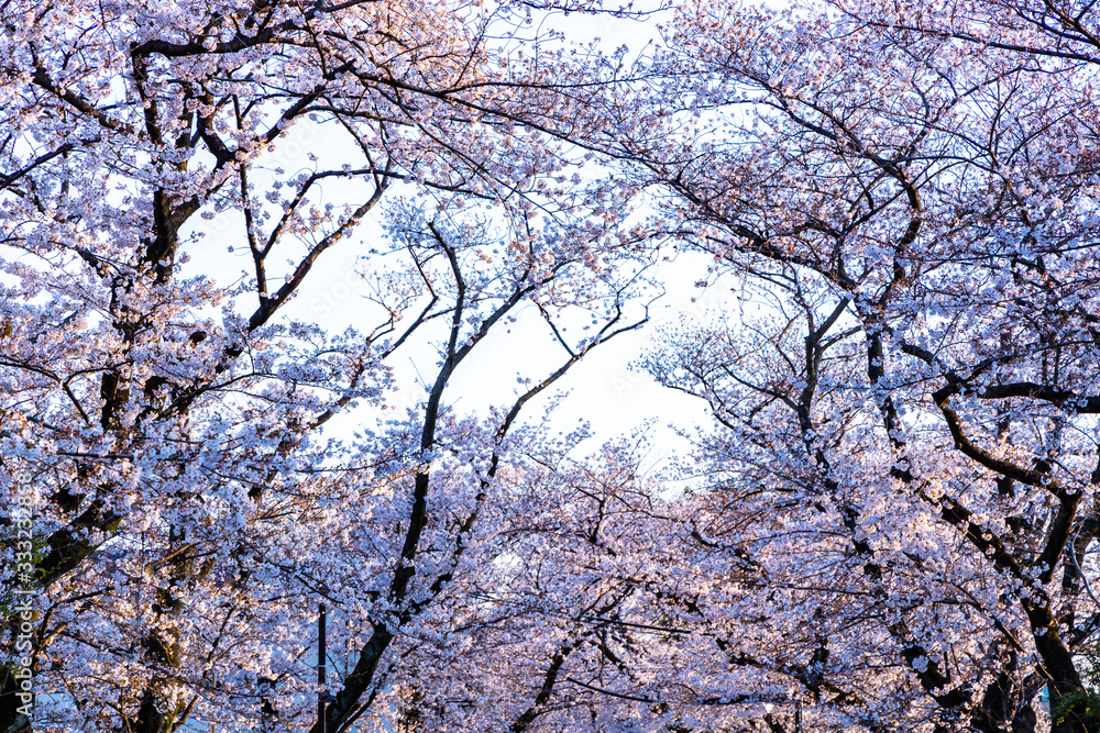 Obraz premium cherry blossoms in spring season