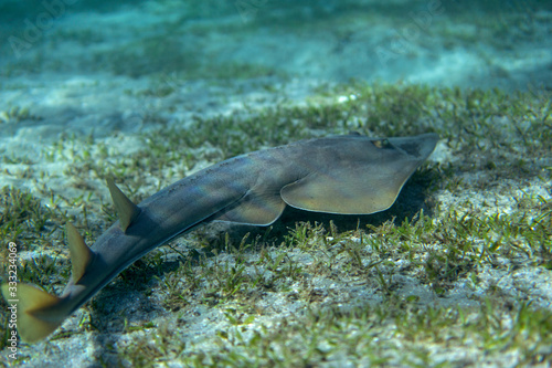 Guitarfish (Glaucostegus halavi) swimming underwater in sea.