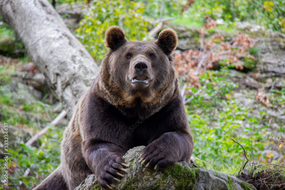 Curious brown bear. Ursus arctos. Bavarian forest national park. Curious brown bear. Ursus arctos. Bavarian forest national park.