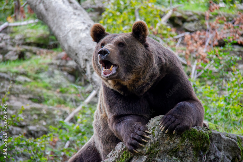 Fototapeta premium Yelling brown bear on a rock. Ursus arctos. Bavarian forest national park.