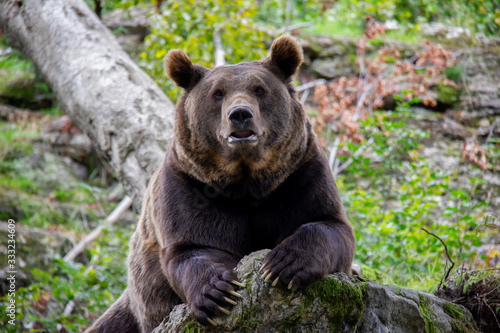 Portrait of brown bear. Ursus arctos. Bavarian forest national park.