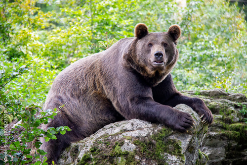 Brown bear lying on a rock. Ursus arctos. Bavarian forest national park.