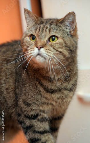 scottishstraight cat with yellow eyes photo