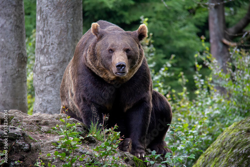 Brown bear sitting in forest. Ursus arctos. Bavarian forest national park.
