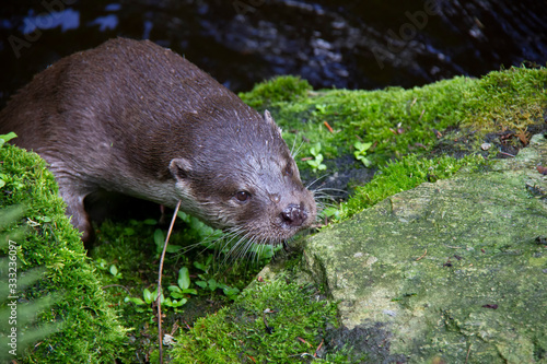 Eurasian river otter. Lutra lutra. Bavarian forest national park, Germany.