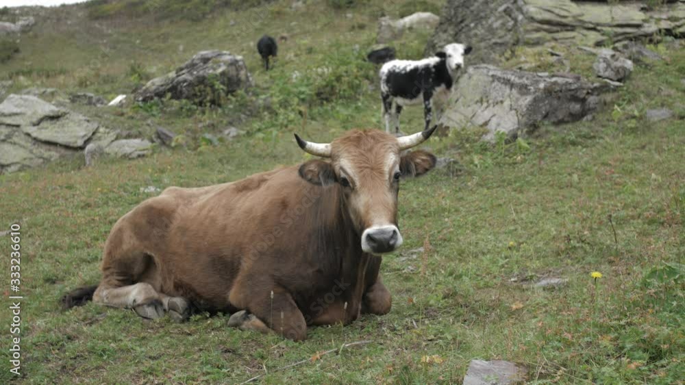 Cow lying in the meadow and chews grass Cow lying in the meadow and chews grass