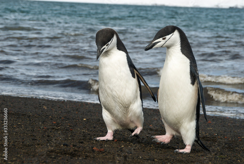 Chinstrap Penguin on the beach