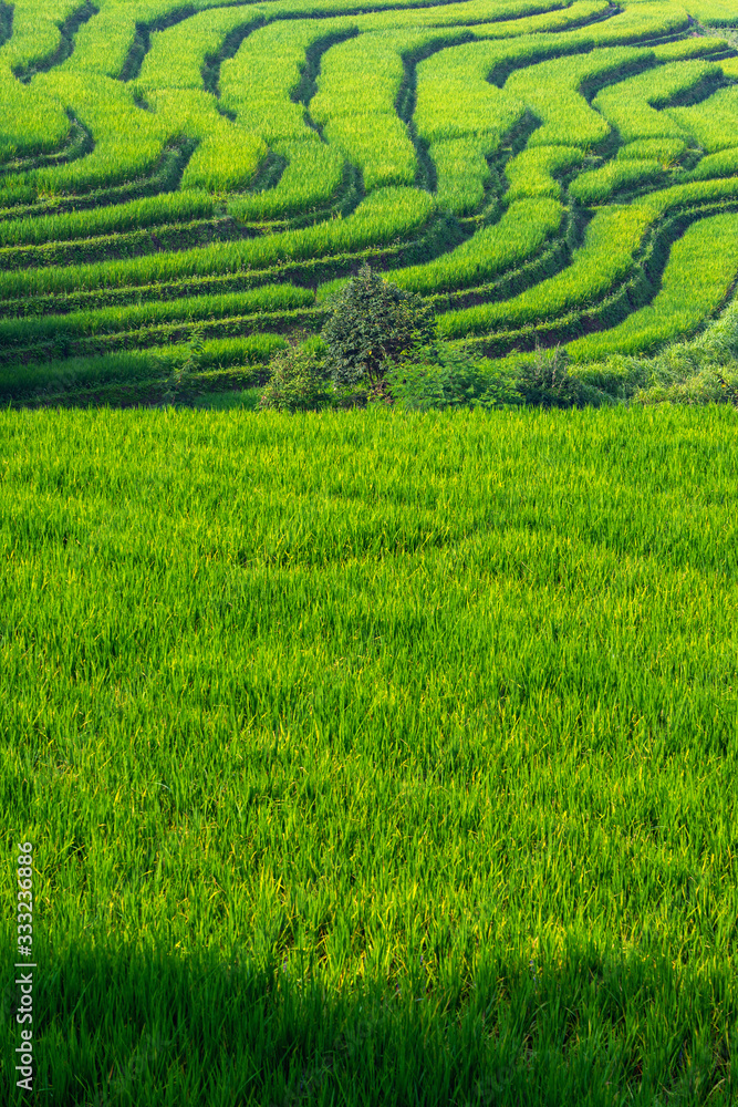 Green rice field and terrace in morning light Green rice field and terrace in morning light