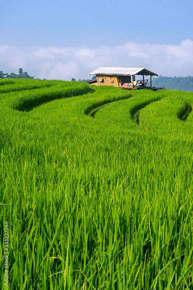 Small wooden house in green rice field with blue sky Small wooden house in green rice field with blue sky