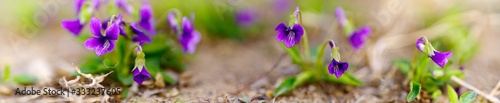 panoramic view of a Manchurian Violet in the early spring.. field of wild flowers. spring crocus flowers