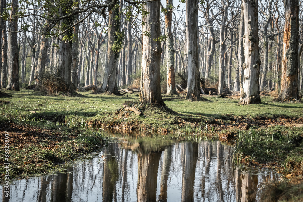 Beautiful ancient forest scene in the New Forest National Park, England - UK Beautiful ancient forest scene in the New Forest National Park, England - UK