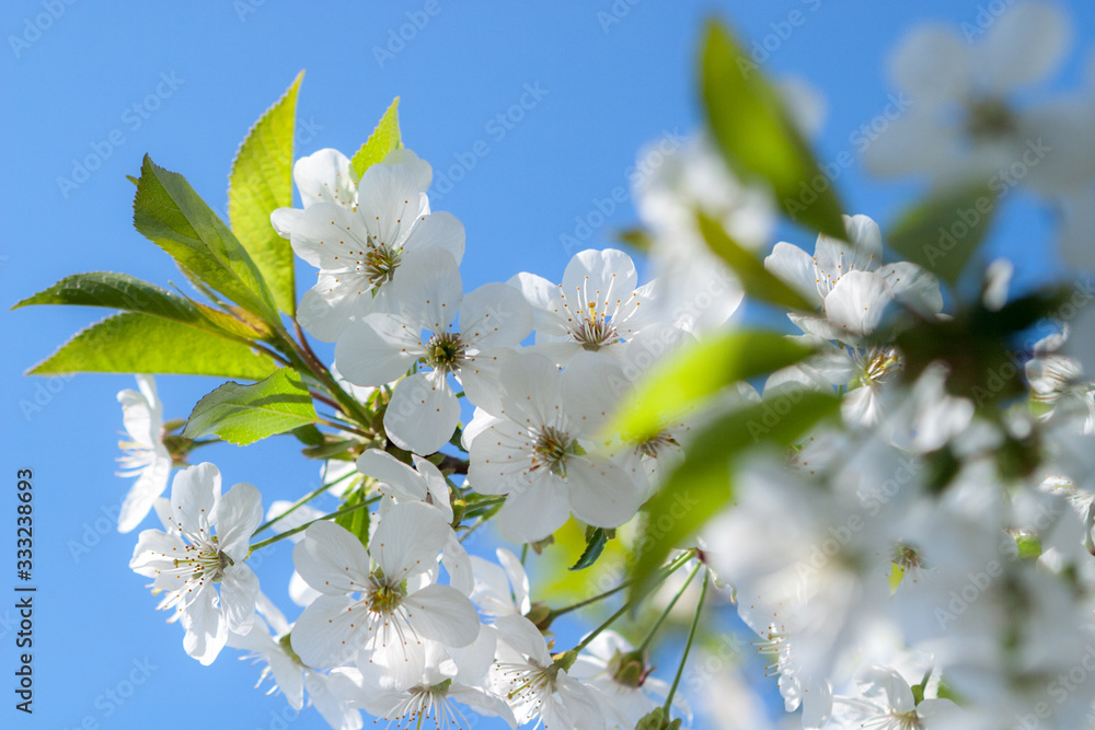 Obraz premium White tender flowers blossom on the branches of a cherry tree. Delicate signs springtime close-up.