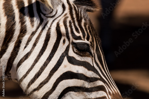 close up of zebra