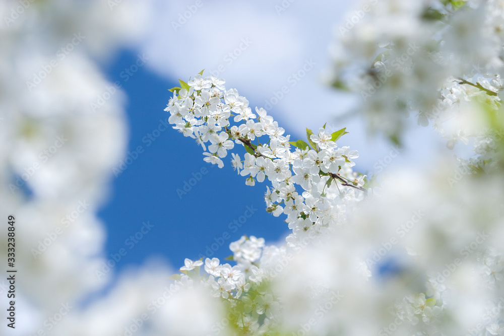White tender flowers blossom on the branches of a cherry tree. Delicate signs springtime close-up. White tender flowers blossom on the branches of a cherry tree. Delicate signs springtime close-up.